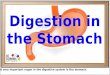 A very important organ in the digestive system is the stomach