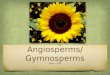 Angiosperms/Gymnospe rms Katie O'Neal. Angiosperm Angiosperms are known as flowering plants, produce seeds within a protective fruit. Ex.) apple and orange