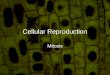 Cellular Reproduction Mitosis. I) Cell Division in Eukaryotes A) Eukaryotes use Mitosis to produce identical daughter cells by means of Asexual Reproduction