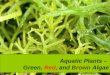 Aquatic Plants – Green, Red, and Brown Algae 