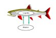 Lipids Water. Cwater GILL UPTAKE GILL ELIMINATION Fish-Water Two Compartment Model dC F / dt = k 1.C W – k 2.C F C F : Concentration in Fish C W : Concentration
