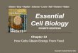 Chapter 13 How Cells Obtain Energy From Food Essential Cell Biology FOURTH EDITION Copyright © Garland Science 2014 Alberts Bray Hopkin Johnson Lewis Raff
