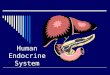 Human Endocrine System.  The endocrine system consists of ductless glands that produce hormones Hypothalamus, pituitary, pineal, thyroid, parathyroid,