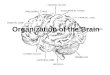 Organization of the Brain. Plasticity of the Brain The brain has an amazing ability to change and adapt to facilitate our needs. 1.Like muscles the brain