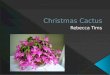 The Christmas Cactus received its name because it would bloom during the Christmas season.  The common Christmas Cactus houseplant is a hybrid of Schlumbergera