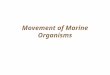 Movement of Marine Organisms. Dispersal versus Migration DISPERSAL: UNDIRECTED MIGRATION: DIRECTED, RETURN SPECIFIC