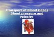 Transport of Blood Gases Blood pressure and velocity