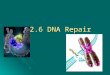 12.6 DNA Repair. DNA Repair Errors in DNA replication or damage to DNA create mutations Errors in DNA replication or damage to DNA create mutations
