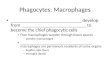 Phagocytes: Macrophages _____________________________ develop from ___________________________to become the chief phagocytic cells Free macrophages wander