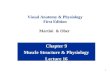 1 Chapter 9 Muscle Structure & Physiology Lecture 16 Visual Anatomy & Physiology First Edition Martini & Ober