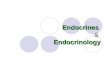 Endocrines Endocrinology Endocrines & Endocrinology