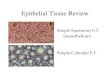 Epithelial Tissue Review Simple Squamous E.T. (mesothelium) Simple Cuboidal E.T
