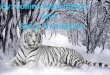 * White Bengal tigers are fully grown at 2 - 3 years of age. Male White Bengal tigers reach weights of 200 - 230 kilograms and up to 3m. length. The