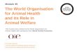 Module 35: The World Organisation forAnimal Health and its Role in Animal Welfare Concepts in Animal Welfare © World Animal Protection 2014. Unless stated