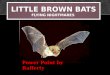 LITTLE BROWN BATS FLYING NIGHTMARES Power Point by Rafferty