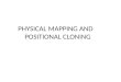 PHYSICAL MAPPING AND POSITIONAL CLONING. Linkage mapping – Flanking markers identified – 1cM, for example Probably ~ 1 MB or more in humans Need very