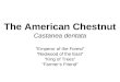 The American Chestnut Castanea dentata “Emperor of the Forest” “Redwood of the East” “King of Trees” “Farmer’s Friend”