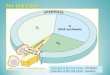 The Cell Cycle Overview of the Cell Cycle - Overview of the Cell Cycle - Simplified Overview of the Cell CycleOverview of the Cell Cycle - Detailed