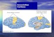 Association Cortices. Structure of the Human Neocortex Including Association Cortices