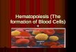 Hematopoiesis (The formation of Blood Cells). Where Does it Happen? Occurs in the Red Bone Marrow Red Bone Marrow is Found in the flat bones of the: