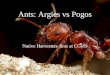 Ants: Argies vs Pogos Native Harvesters Ants at CCMS
