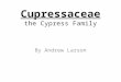 Cupressaceae the Cypress Family By Andrew Larson