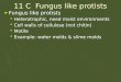 11 C Fungus like protists ► Fungus like protists  Heterotrophic, need moist environments  Cell walls of cellulose (not chitin)  Motile  Example: water