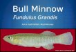 Bull Minnow Fundulus Grandis A.K.A. Gulf Killifish, Mud Minnows