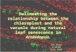 Delineating the relationship between the chloroplast and the vacuole during natural leaf senescence in Arabidopsis. Ian Evans 4/28/08 Biol 466H