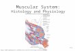 9-1 Muscular System: Histology and Physiology 