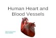 Human Heart and Blood Vessels Intro to the circulatory system