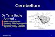 Cerebellum Dr Taha Sadig Ahmed, MBBS, PhD ( England ). Consultant, Clinical Neurophysiology. Associate Professor, Physiology Department, College of Medicine