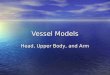 Vessel Models Head, Upper Body, and Arm. Tunica Interna Tunica Media Tunica Externa Valve Vein Artery
