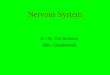 Nervous System Jr / Sr. Vet Science Mrs. Chotkowski
