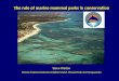 The role of marine mammal parks in conservation. Steve Walton Marine Mammal Advisor Dolphin Island, Manati Park and Seaquarium