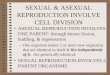 SEXUAL & ASEXUAL REPRODUCTION INVOLVE CELL DIVISION ASEXUAL REPRODUCTION INVOLVES ONE PARENT: through binary fission, budding, & regeneration â€“One organism