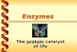 Enzymes The protein catalyst of life. Enzymes: The Video Clip