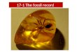 17-1 The fossil record. Fossils Remains of once-living things Appear in a particular order Provide evidence for evolution