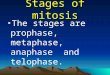Stages of mitosis The stages are prophase, metaphase, anaphase and telophase