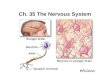 Ch. 35 The Nervous System. Nervous System 1. Neuron - basic unit of structure and function 2. Basic unit of neuron a.) dendrite b) cell body (soma or