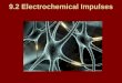 9.2 Electrochemical Impulses. Nerves impulses are similar to electrical impulses but are slightly slower. They stay the same strength throughout the entire