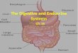 The Digestive and Endocrine Systems Ch. 35. Feed Me! Digestive system uses mechanical and chemical energy to break organic material Digestive system uses