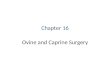 Ovine and Caprine Surgery Chapter 16. “It’s not that I’m so smart, it’s just that I stay with problems longer.” ~ Albert Einstein