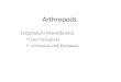 Arthropods Subphylum Mandibulata Class Myriapoda = chilopoda and diplopoda
