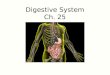 Digestive System Ch. 25. Food for Energy and Growth Carbohydrates are obtained primarily from cereals, grains, and breads  on the average, carbohydrates