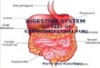 DIGESTIVE SYSTEM (27 FEET OF GASTROINTESTINAL FUN) Parts and Functions