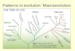 Patterns in evolution: Macroevolution Note: there is audio for this lecture. Just click on the speaker icon when in presentation mode