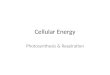 Cellular Energy Photosynthesis & Respiration. Energy Flow Sun  Glucose (photosynthesis)  ATP (Respiration)
