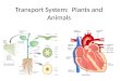 Transport System: Plants and Animals. Recall….Plant Adaptations to Life on Land