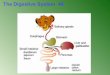 The Digestive System 48. Types of Digestive Systems Heterotrophs are divided into three groups based on their food sources -Herbivores are animals that
